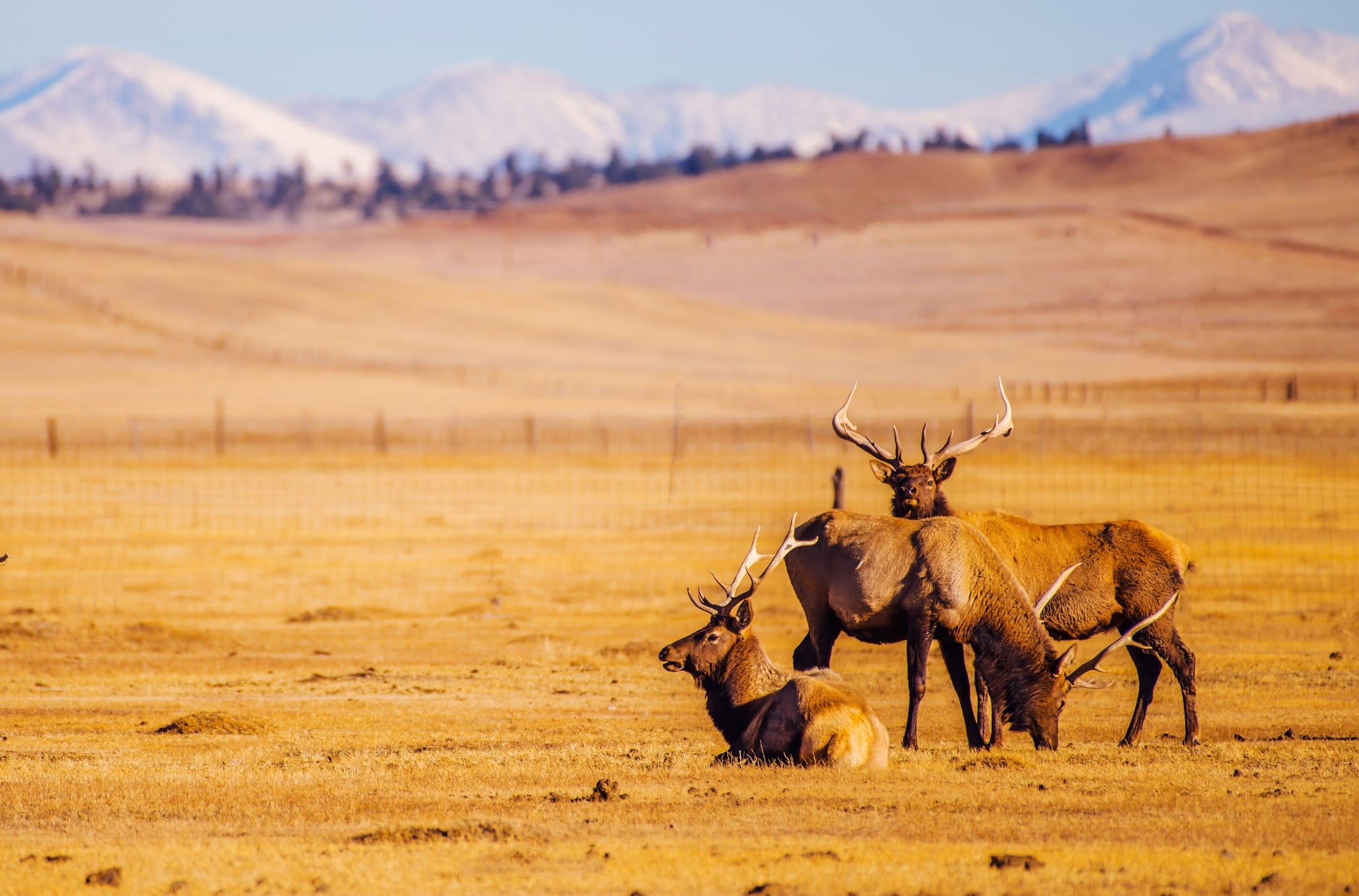Freestone Strategies Hunting Angling Public Affairs Expertise Colorado Mountains Elks
